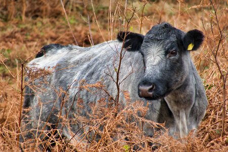 Cattle ruminant silver photo