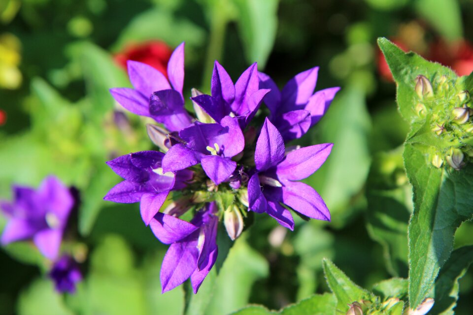 Perennial purple spring-flowering