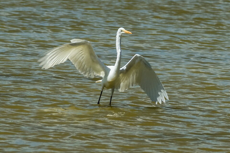 Nature birding outdoors