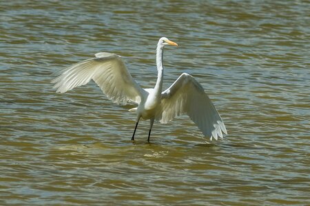 Nature birding outdoors