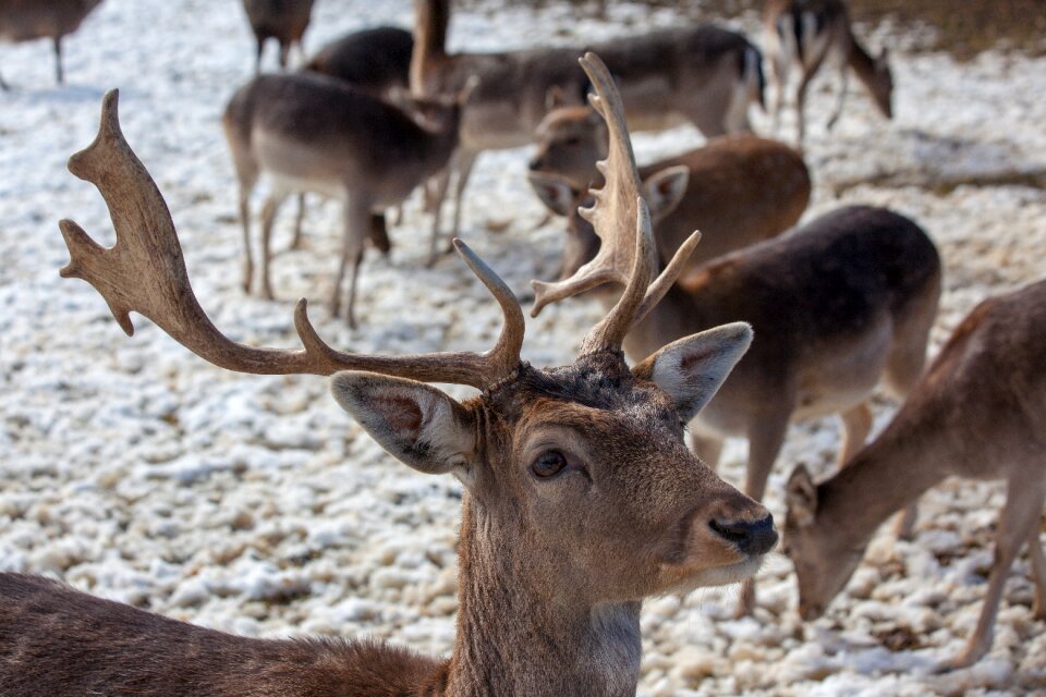 Hirsch antler roe deer