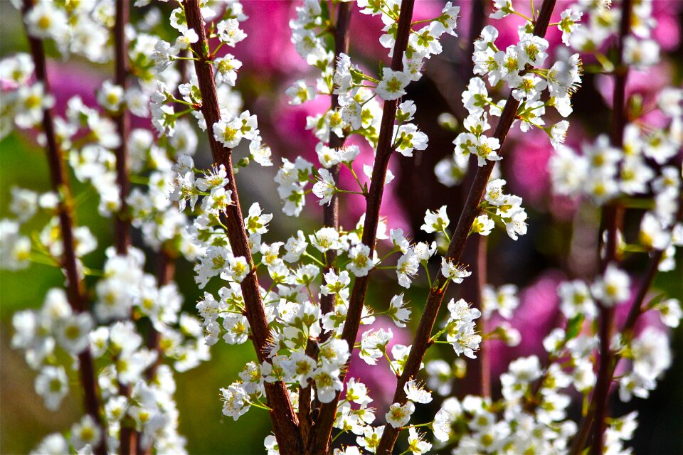 Blooming petal spring