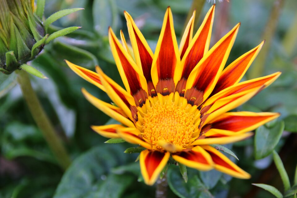 Nature yellow garden