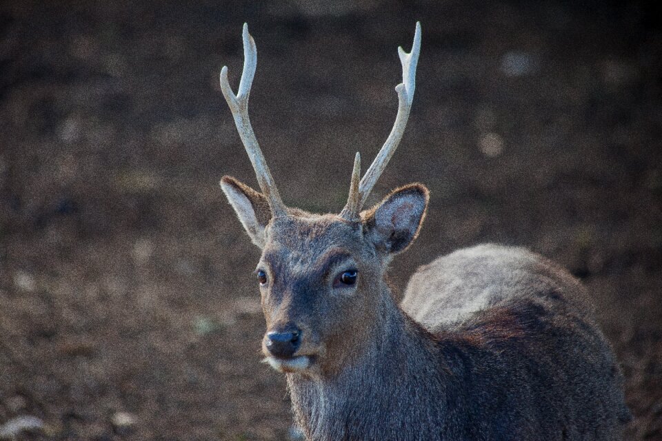 Hirsch animal wilderness