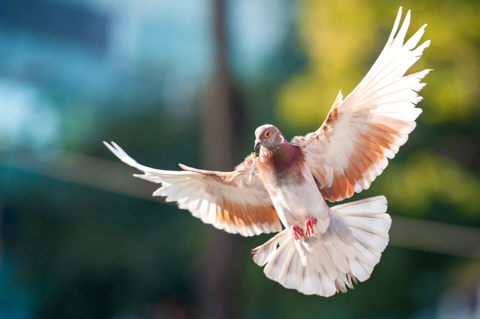 Animal flying freedom