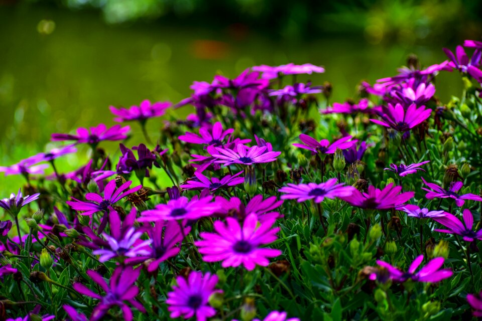 Beauty spring plant