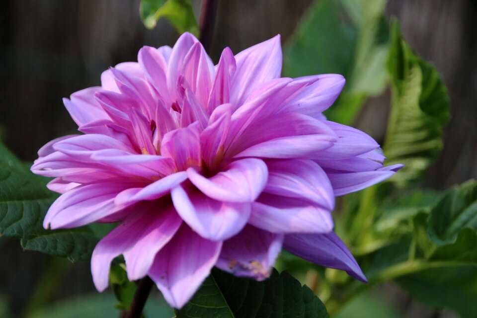 Chrysanthemum violet garden