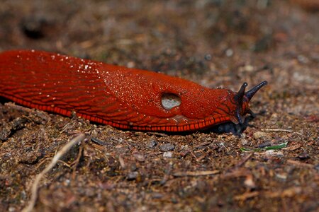 Crawl snail slowly