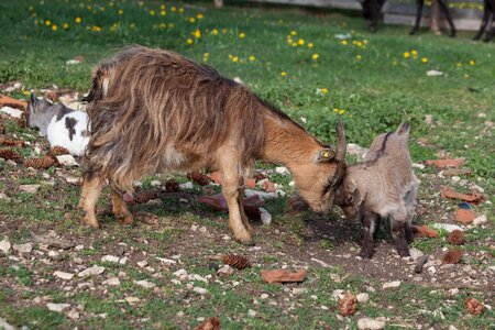 Sweet goat head