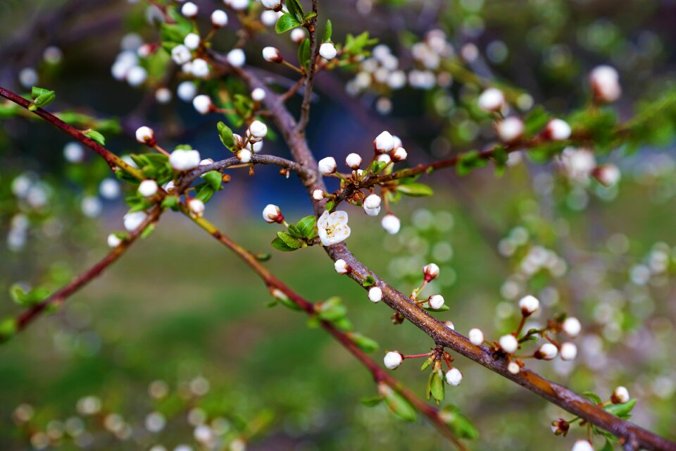 Sakura spring blossom