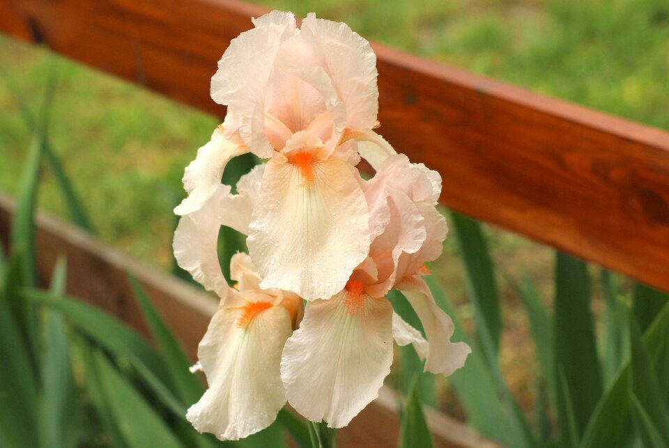 Cream flower spring plant