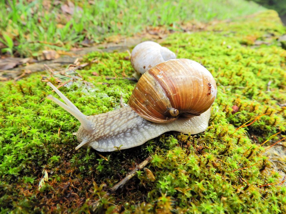 Worm little snail the multiplication of