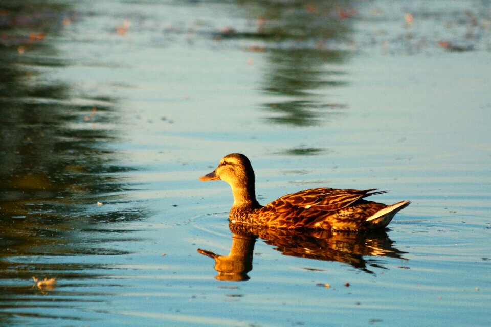 Water reflection nature