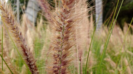 Spikes garden Free photos