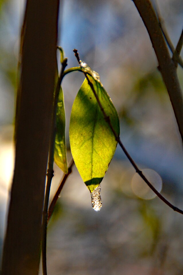 Ripe cold frozen