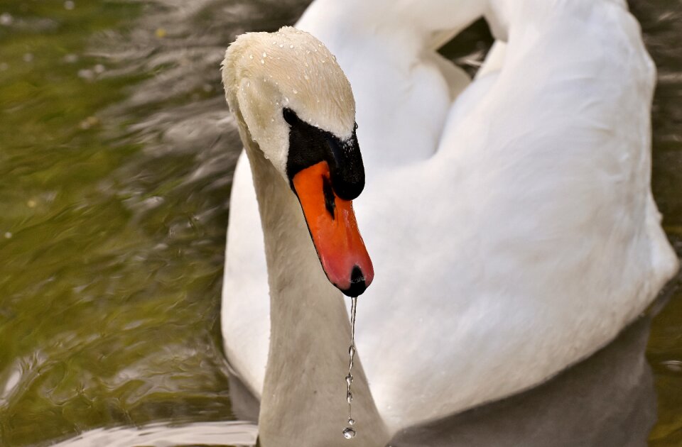 Plumage white beautiful