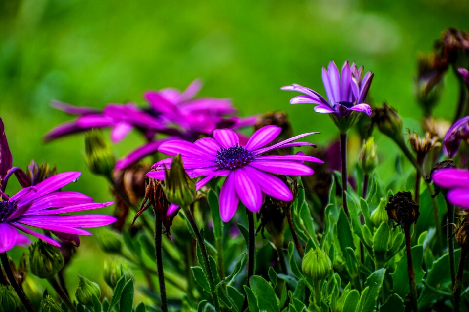 Beauty spring plant photo