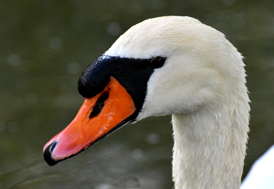 Plumage white beautiful