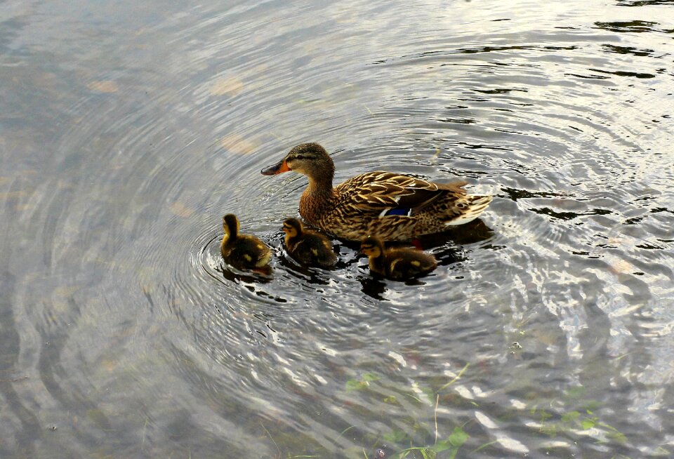 Crossword water water bird
