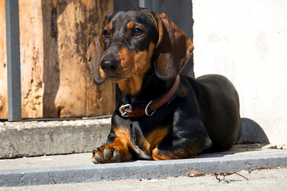 Young animal dachshund dog shiny