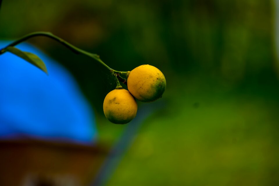 Plant green healthy
