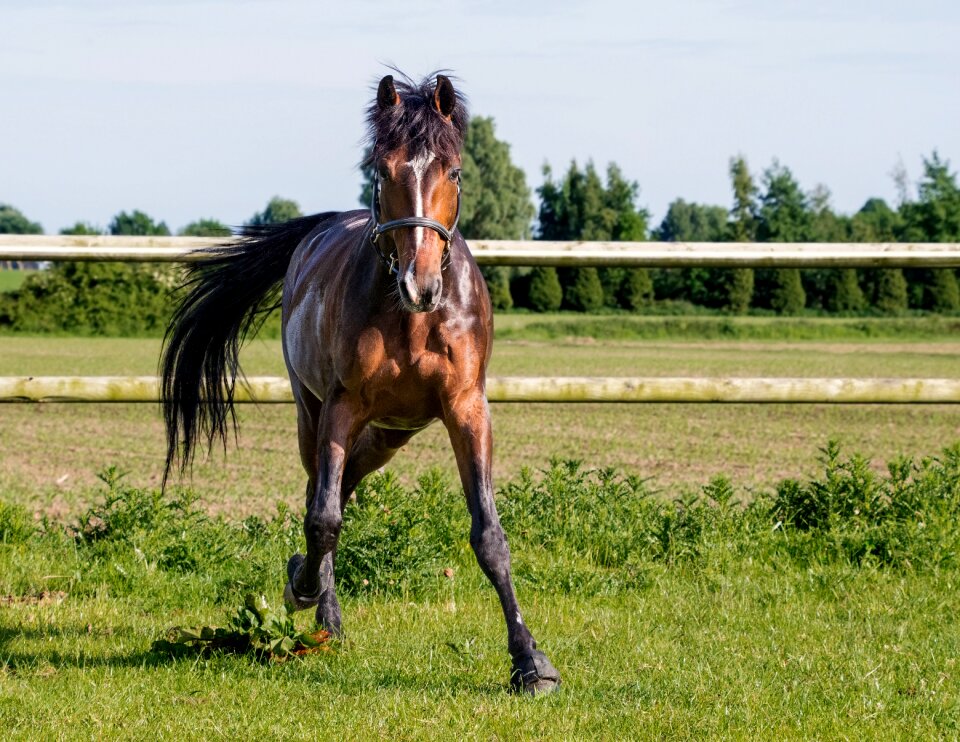Paddock animal nature