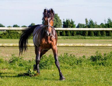 Paddock animal nature