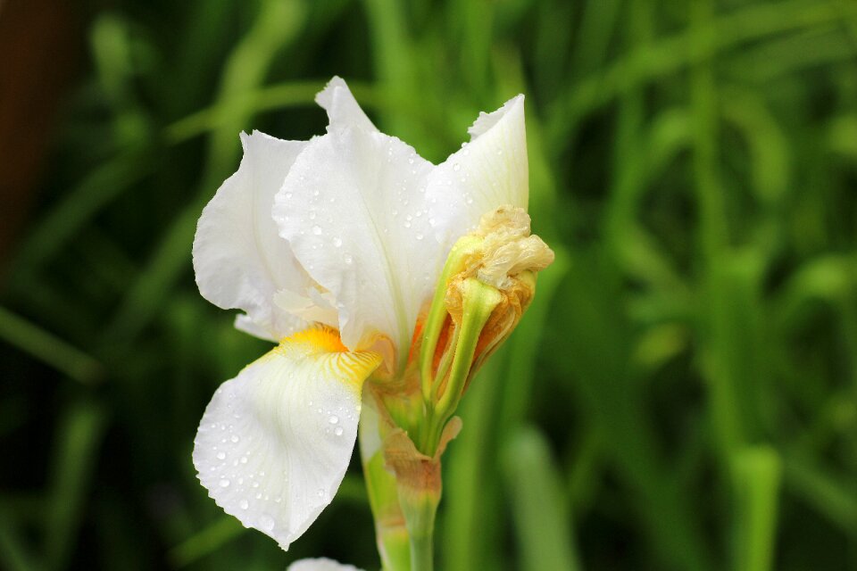 White flower plant garden