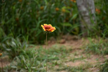 Petals stem garden photo