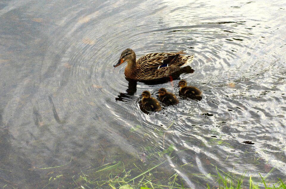 Water spring mallard duck