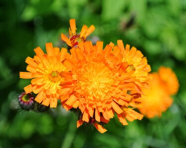 Orange wild flower flora