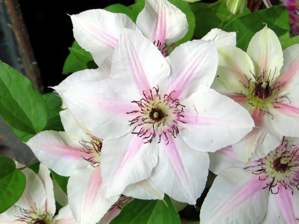 White purple liana