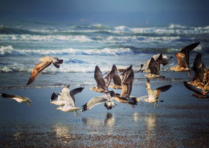 Beach ocean waves photo