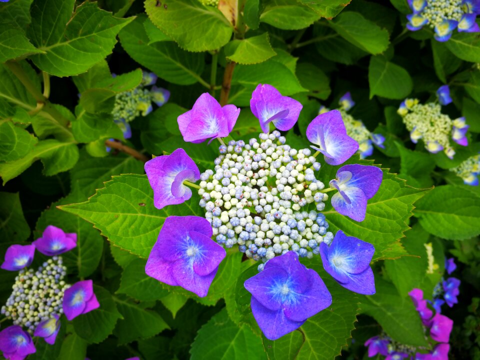 Hydrangea flower plant