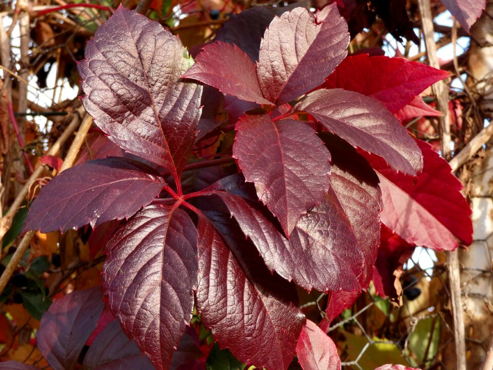 Virginia color brum