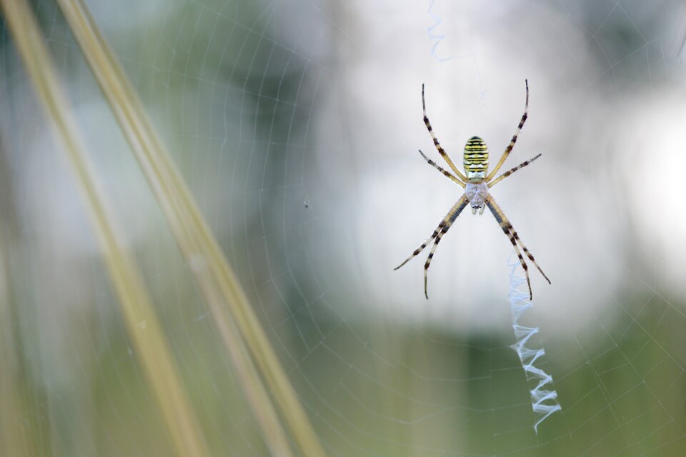 Macro photography macro photography