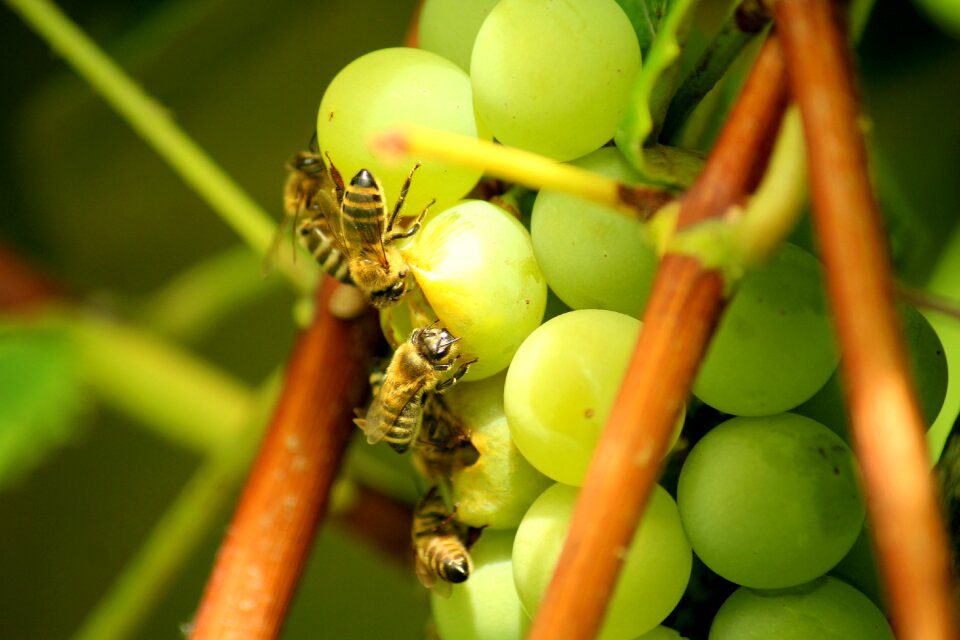 Insects healthy food
