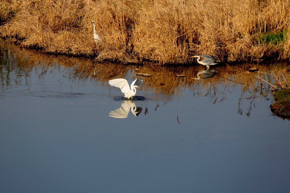 Nature new birds