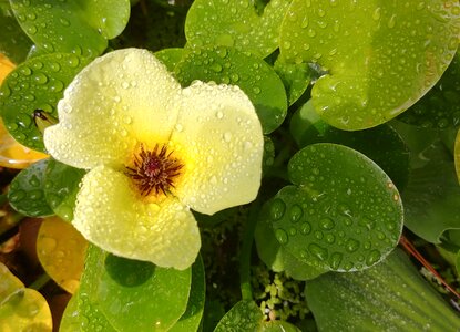 Yellow flower pond trickle