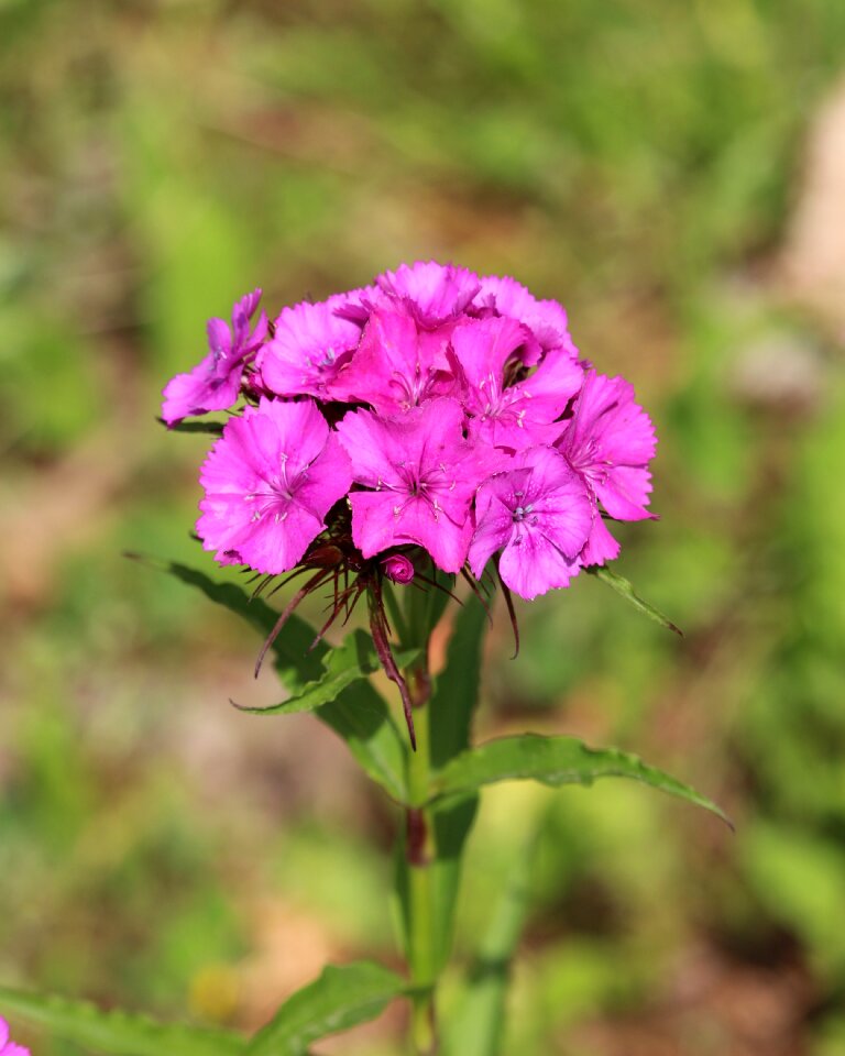 Plant spring gardening