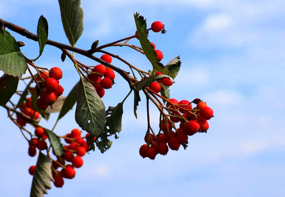Tree branch nature