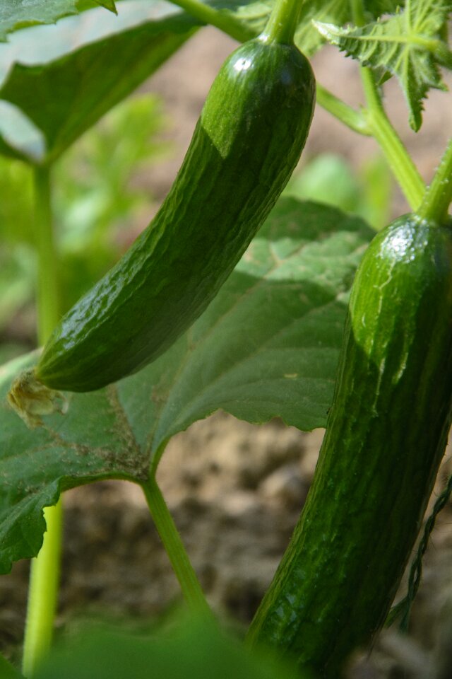 Fresh healthy garden crop