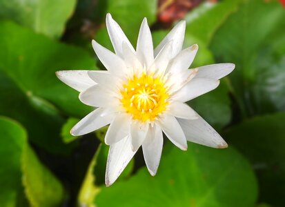Lotus white flower pond photo