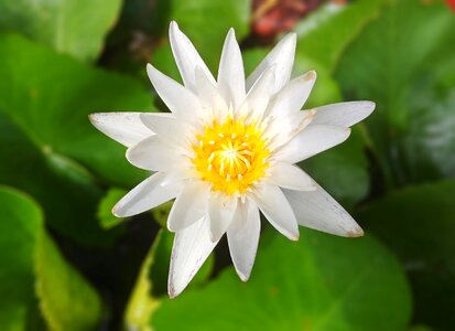 Lotus white flower pond