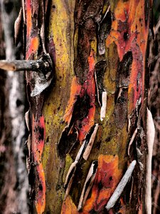 Tree structure background