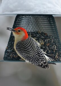 Animal winter bird feeder photo