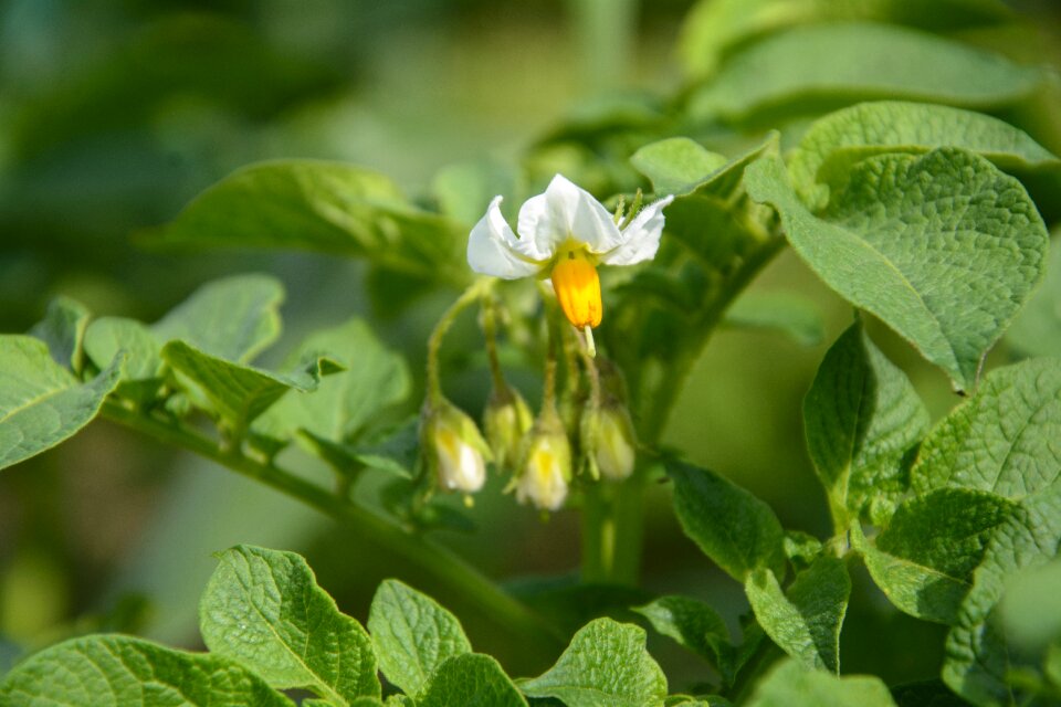 Eat vegetables potato field