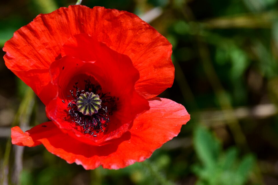 Mohngewaechs red poppy klatschmohn