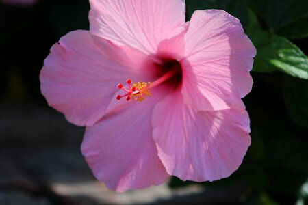 Flora summer petals