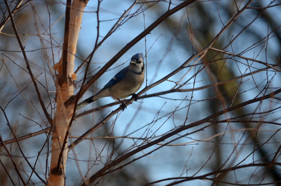 Nature wildlife ornithology